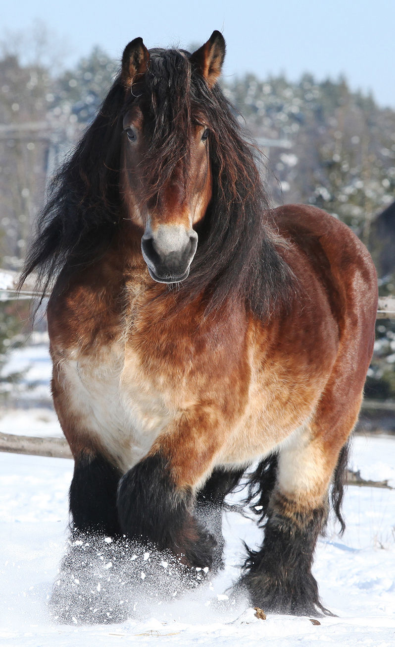 Draft Horse Breed - All That Power and Still A Gentle Heart